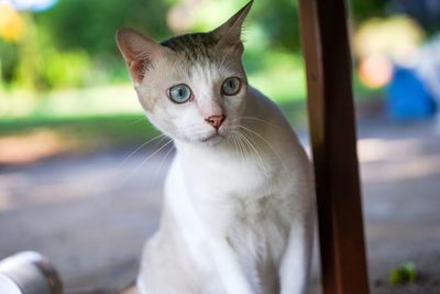Close-up portrait of a cat
