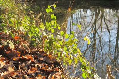 Close-up of turtle in lake