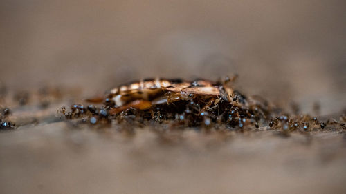 Close-up of insect on land