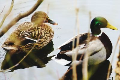 Close-up of mallard ducks swimming in lake