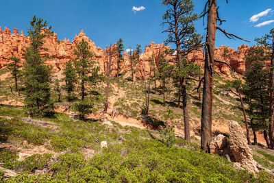 Scenic view of trees in forest against sky