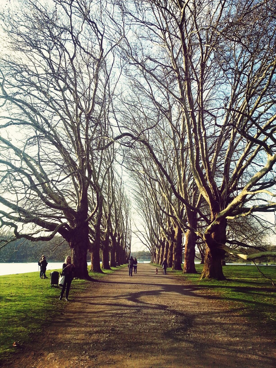 tree, bare tree, men, the way forward, walking, branch, lifestyles, grass, leisure activity, person, full length, transportation, footpath, rear view, park - man made space, treelined, sky, nature