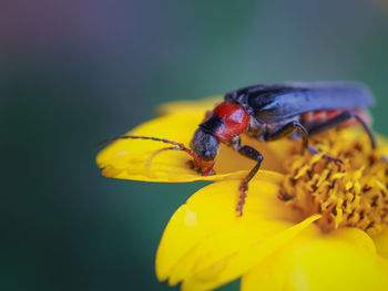 Close-up of bee on yellow flower