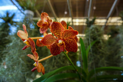 Close-up of red flowering plant