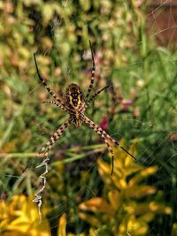 Close-up of spider on web