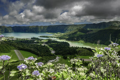 Scenic view of flowering plants on land against cloudy sky