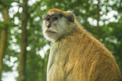 Close-up of monkey sitting against trees