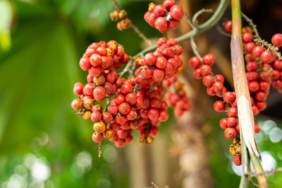 Close-up of red berries growing on tree