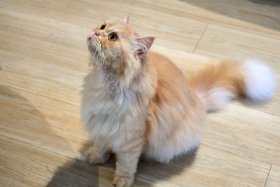 High angle view of a cat on wooden floor