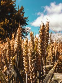 Close-up of stalks in field against sky