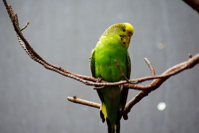 Close-up of parrot perching on branch