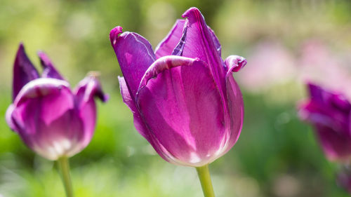 Close-up of purple flowering plant