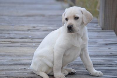 Portrait of white dog sitting outdoors