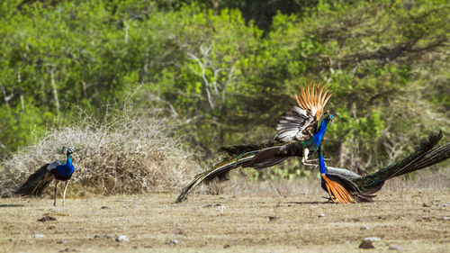 Peacock flying in a field