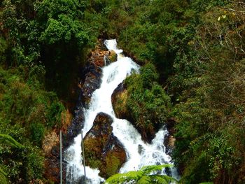 Scenic view of waterfall in forest