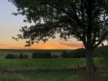 Scenic view of field against sky during sunset