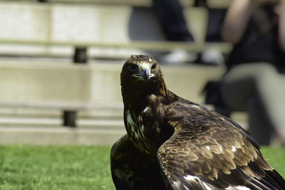 Close-up of eagle