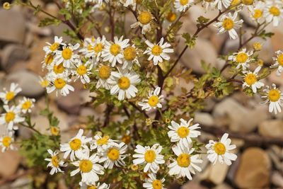 Close-up of yellow daisy flowers