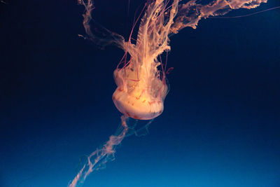 Close-up of jellyfish swimming in sea