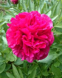 Close-up of pink flower blooming outdoors