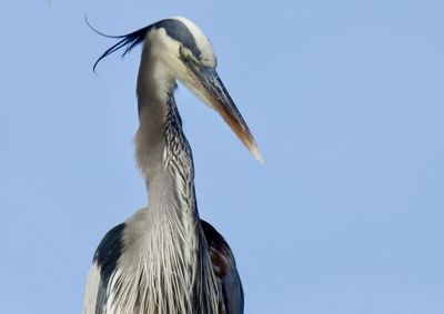 Low angle view of bird against clear sky