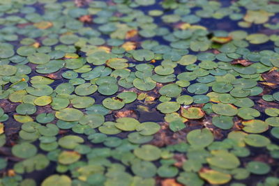 Green leaves floating on water