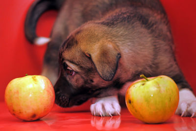 Close-up of dog with apples