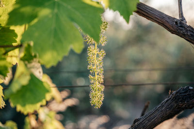 Young blooming cluster of grapes on the grape vine on vineyard close-up