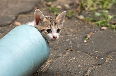 Portrait of kitten