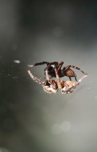 Close-up of spider