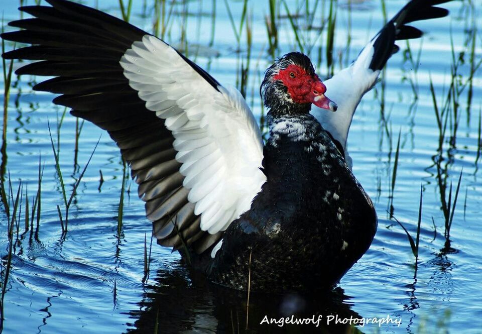 BIRD PERCHING ON WATER