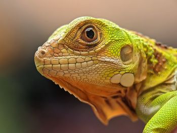 Iguana Reptile