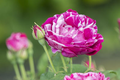 Close-up of pink rose flower