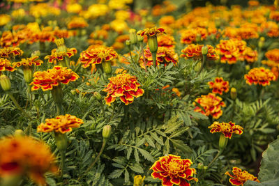 Close-up of marigold flowers