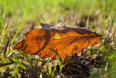 Close-up of dried autumn leaf on grass