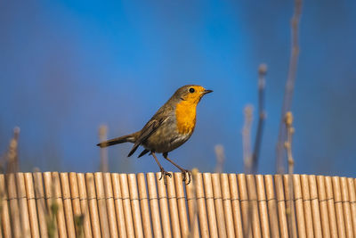 Close-up of bird perching on wooden post