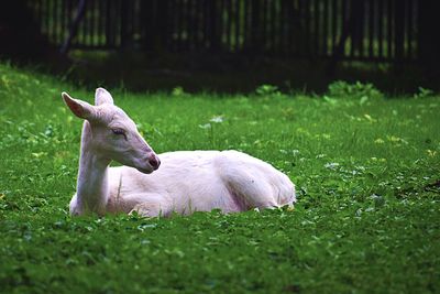 Close-up of sheep on field