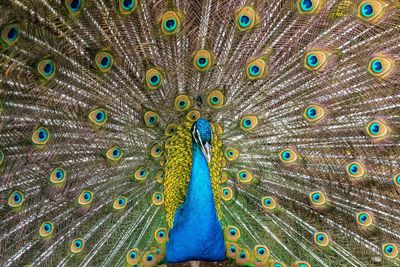 Full frame shot of peacock with fanned out feathers