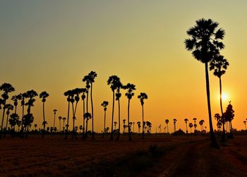 Silhouette palm trees on field against sky during sunset