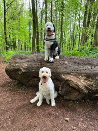 Dog standing on rock in forest