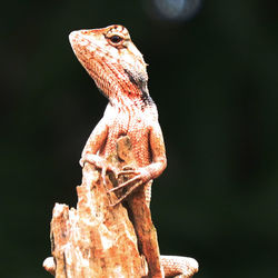 Close-up of a lizard