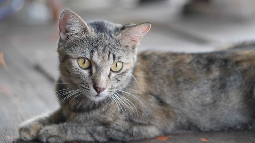 Close-up portrait of cat