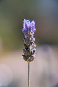 Close-up of purple flowering plant