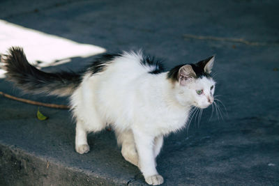 Cat looking away