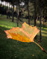 Close-up of maple leaf on land