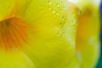 Detail shot of water drops on glass