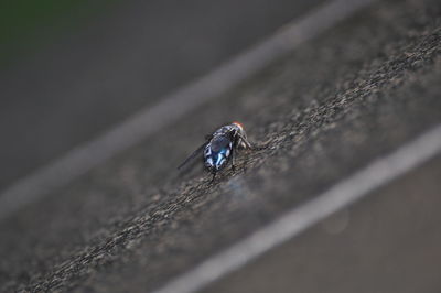 Close-up of damselfly on wood