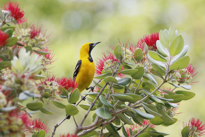 Hooded oriole