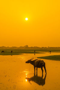 Silhouette horse standing on shore against orange sky