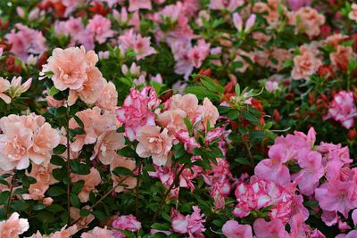 Close-up of pink flowers